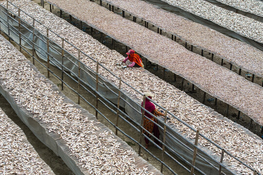 Cox's Bazar, Bangladesh - 11 March 2026: Aerial view of women working in a fish drying yard with rows of wooden racks covered in small silver fish.