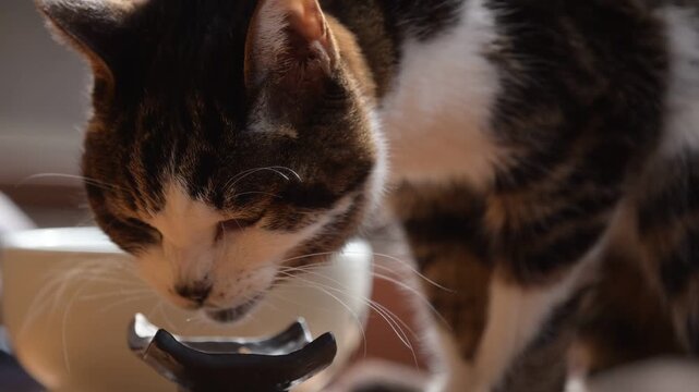かつおフレークを食べるキジ猫
