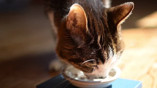 かつおフレークを食べるキジ猫