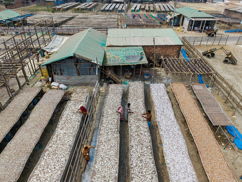 Cox's Bazar, Bangladesh - 11 March 2026: Aerial view of workers tending to long rows of fish drying on wooden racks in a traditional processing yard under the sun.