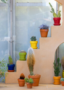 Cacti and succulents decorating a tiered display