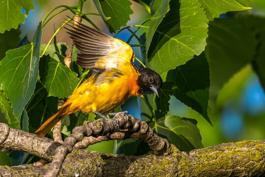 Baltimore oriole flaps its wings as it perches in a tree.