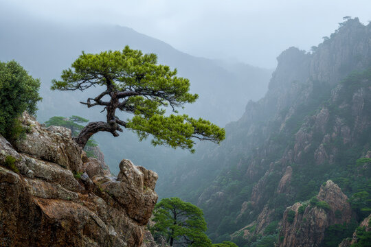 A solitary pine tree growing on rugged rocky cliffs overlooking a misty mountainous valley with lush green foliage and steep terrain in the distance