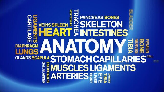 Anatomy animated word cloud-text design animation tag kinetic typography seamless loop.