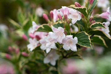 Fototapeta premium Macro shot of Variegated Weigela (Weigela florida) flowers blooming with pink and white petals in a spring garden