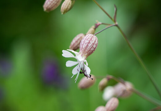 Macro shot of Bladder Campion (Silene vulgaris) blooming with white petals in a garden