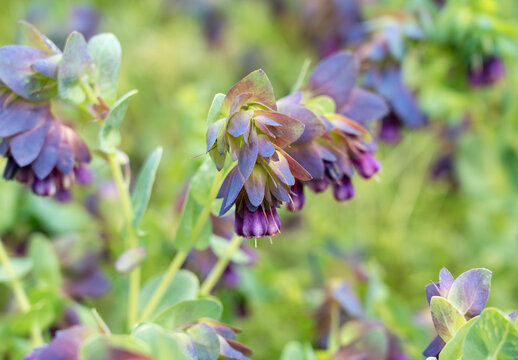 Macro shot of Honeywort (Cerinthe major 'Purpurascens') blooming with purple flowers and blue-green bracts
