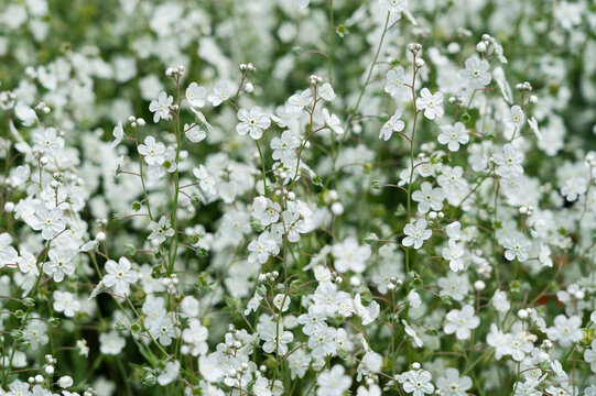Abundant white flowers of Venus's Navelwort (Omphalodes linifolia) blooming in a spring garden
