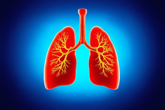 Detailed illustration of human lungs with branching bronchioles against a blue background