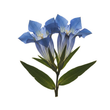 Dried gentiana acaulis flower with two vibrant blue trumpet blossoms and dark lanceolate leaves, isolated on a transparent background, botanical study atmosphere
