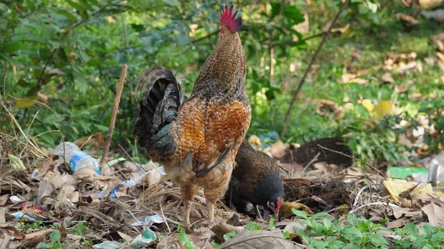 rooster and hen