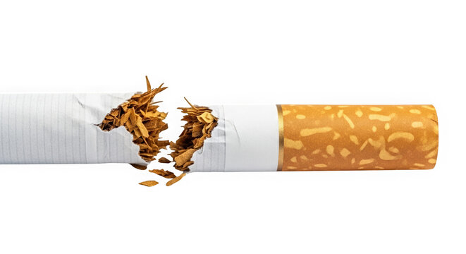 Broken cigarette with tobacco spilling out isolated on transparent background