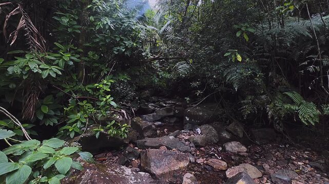 A rocky creek bed sits within dense El Yunque rainforest in Puerto Rico, surrounded by tropical plants, fern leaves, mossy stones, and shaded forest greenery.