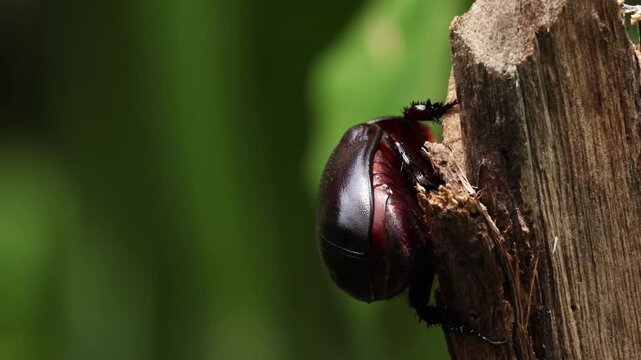 Insects beetles Siamese rhinoceros beetle walking on branches in the forest green background. Insect beetle. Wildlife entomology of Indonesia islands. Macro closeup bug crawling on tree ranch
