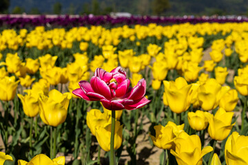 Fototapeta premium Vibrant pink double tulip blooming amidst a sea of yellow tulips in a sunny field in Agassiz British Columbia Canada