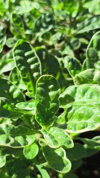 Vibrant green pattern of Alternanthera sissoo leaves forming a dense natural carpet, showcasing fresh foliage texture and lush tropical ground cover in soft natural light