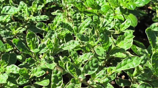 Vibrant green pattern of Alternanthera sissoo leaves forming a dense natural carpet, showcasing fresh foliage texture and lush tropical ground cover in soft natural light