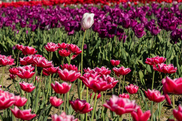 Obraz premium Field of pink ruffled tulips with a single white flower and purple rows in the distance in Agassiz British Columbia Canada