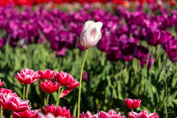 Obraz premium Single white and pink tulip focused against a background of purple flowers in Agassiz British Columbia Canada
