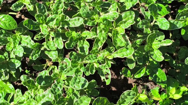 Vibrant green pattern of Alternanthera sissoo leaves forming a dense natural carpet, showcasing fresh foliage texture and lush tropical ground cover in soft natural light