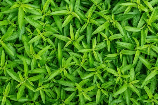 Lemon Verbena Herb Background. Herbs Background. Generative Ai