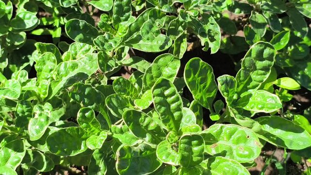 Vibrant green pattern of Alternanthera sissoo leaves forming a dense natural carpet, showcasing fresh foliage texture and lush tropical ground cover in soft natural light