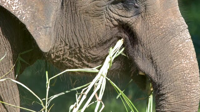Close Up Profile of an Asian Elephant Eating Grass