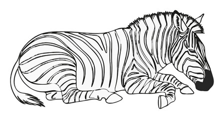 Naklejka premium Sleeping plains zebra line art vector illustration. Generative AI