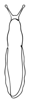 Slug garden pest top down line art. Generative AI