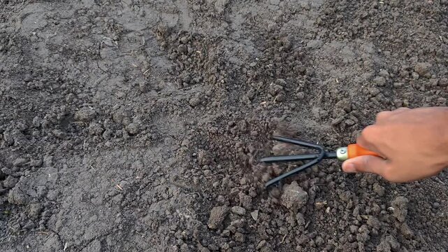 Gardener loosening soil with hand cultivator in garden