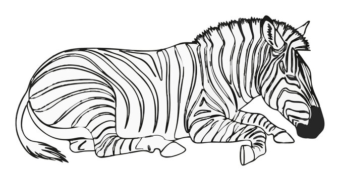 Sleeping plains zebra line art vector illustration. Generative AI
