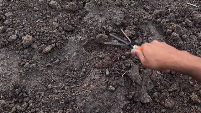 Gardener loosening soil with hand cultivator in garden