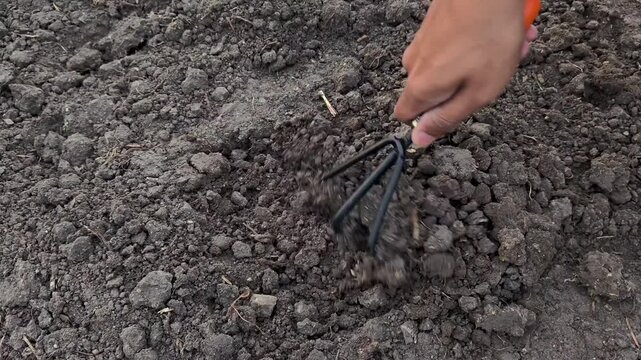 Gardener loosening soil with hand cultivator in garden