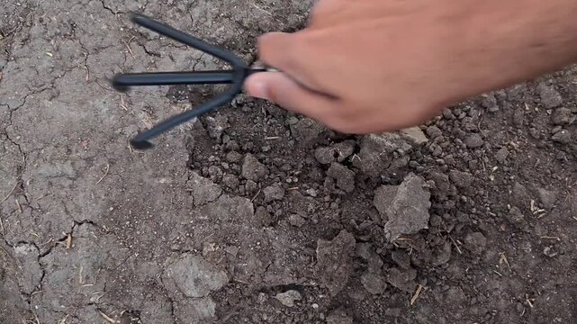 Gardener loosening soil with hand cultivator in garden