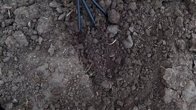 Gardener loosening soil with hand cultivator in garden