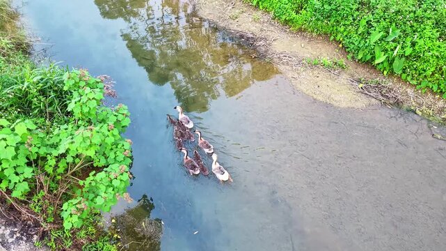 Geese Grazing and Swimming in Rural River, Lush Fields Adjacent, Aerial Drone, China