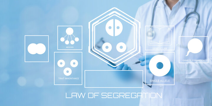 Scientist illustrating Mendelian genetics law of segregation with chromosome diagrams and gamete formation visuals