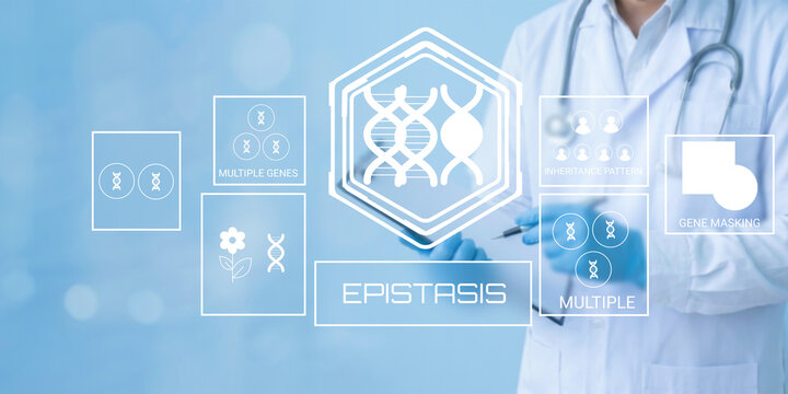 Scientist studying genetic epistasis with digital interface showing gene interactions and multiple gene effects