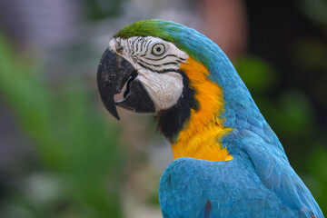 Fototapeta premium Close up head the Blue macaw parrot bird in garden