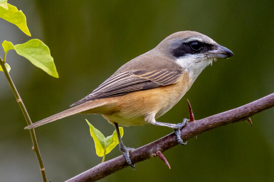Beautiful bird in Asian, It is a kind of bird found in Thailand.