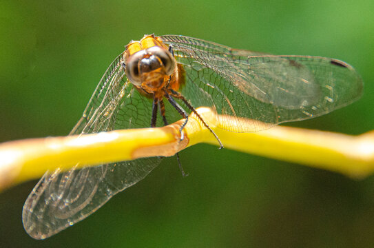There are 65 dragonfly species in Sri Lanka and 64 damsel species.