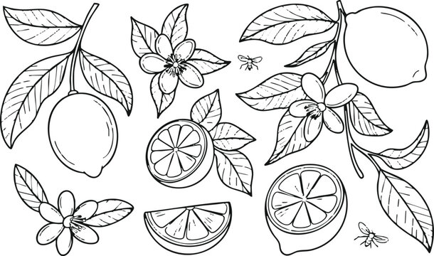 lemon outline drawing with slices halves leaves blossom bee branch art