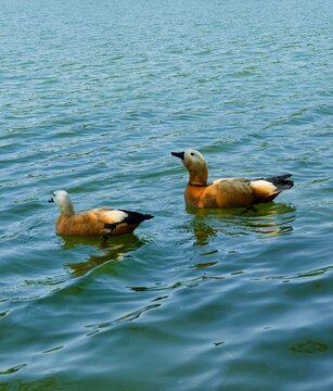 The ruddy shelducks in Nanjing Botanical Garden