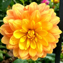 Fototapeta premium Close up of yellow Dahlia