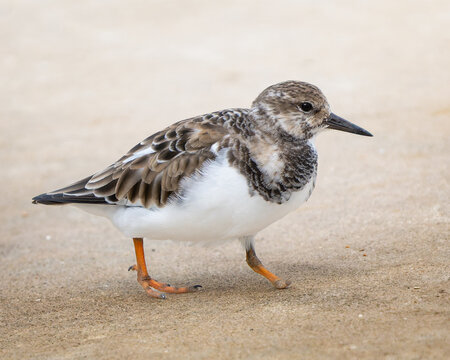 Ruddy Turnstone (Arenaria interpres) with healed foot amputation foraging at Sand Point Park, Florida &mdash; coastal debris injury in a migratory shorebird