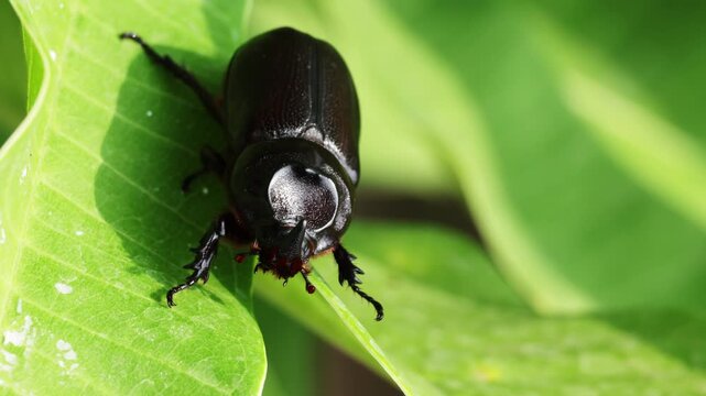 Insects beetles Siamese rhinoceros beetle walking on green leaves in the forest green background. Insect beetle. Wildlife entomology of Indonesia islands. Macro closeup bug crawling on tree leaf