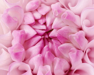 Obraz premium Soft pink dahlia flower, macro short with elegant layered petals forming harmonious natural pattern. Scenic view of gentle gradients, smooth textures, natural floral elegance, botanical aesthetics.