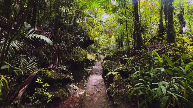 Narrow trail in El Yunque Puerto Rico surrounded by mossy rocks and tropical rainforest plants