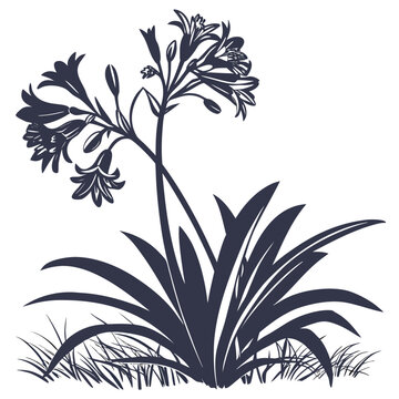 clivia silhouette on white background