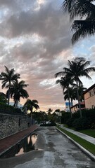 Fototapeta premium palm trees
